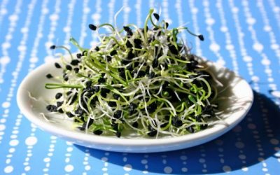 Les graines de brocolli germées – très riches en sulphoraphane et leur action anti cancer très prometteuse