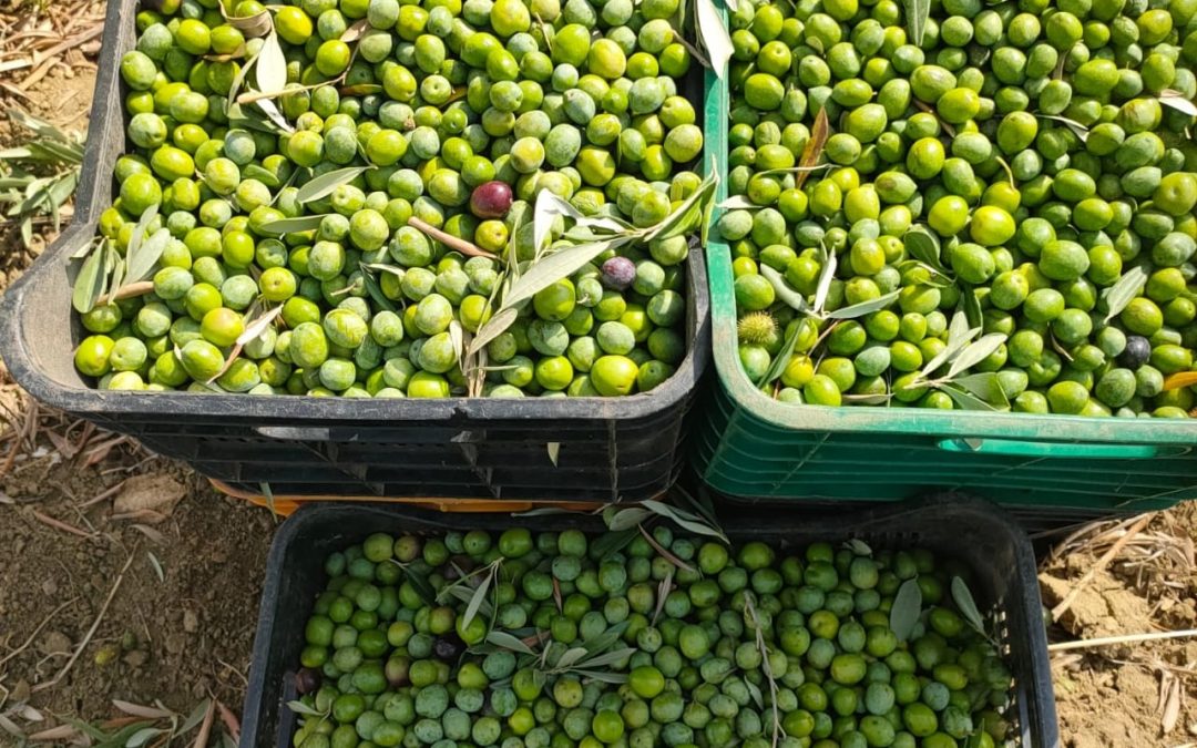 L’huile d’olive et la longévité : ce que nous apprend la science épigénétique