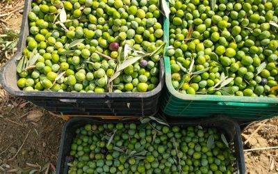 L’huile d’olive et la longévité : ce que nous apprend la science épigénétique