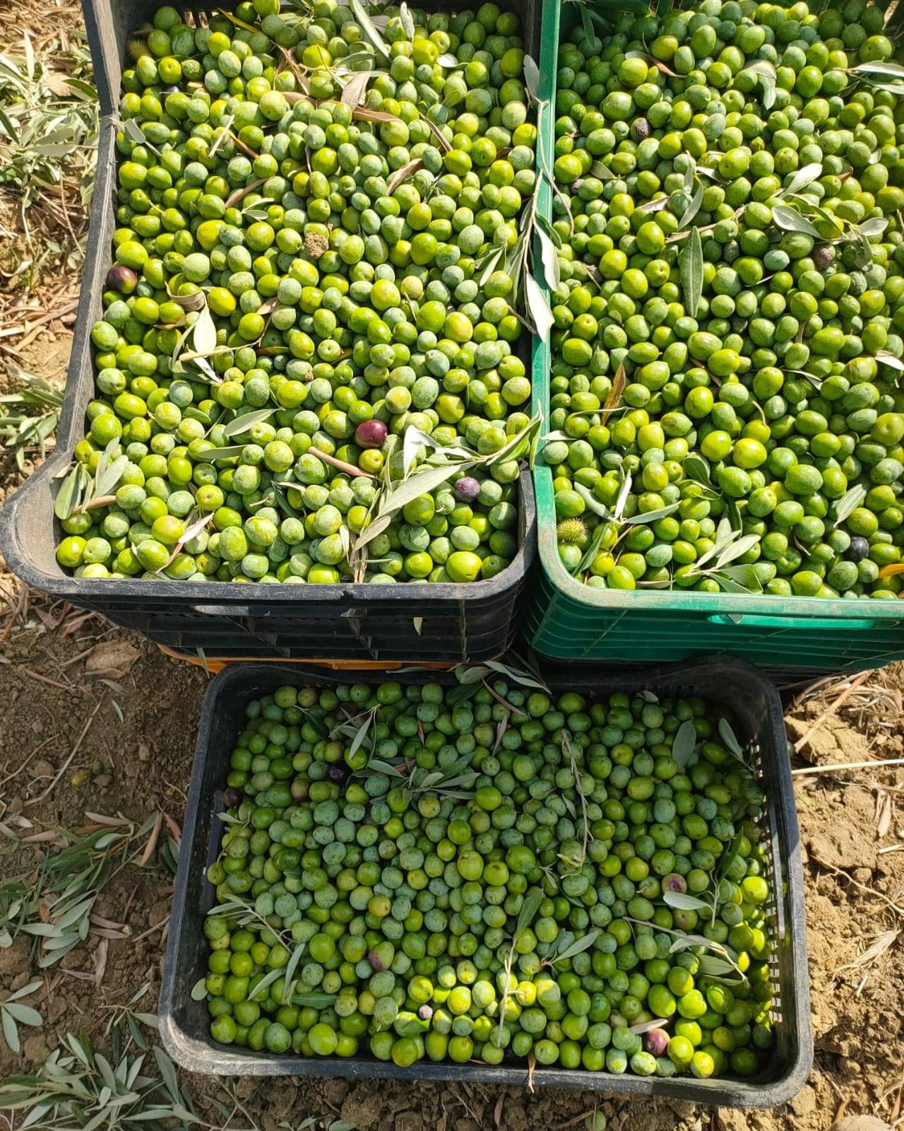 L&rsquo;huile d&rsquo;olive et la longévité : ce que nous apprend la science épigénétique
