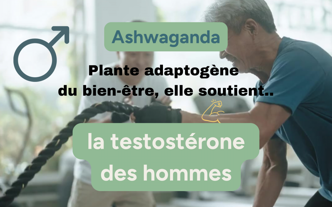 Ashwagandha testostérone - plante adaptogène du bien-être masculin et féminin