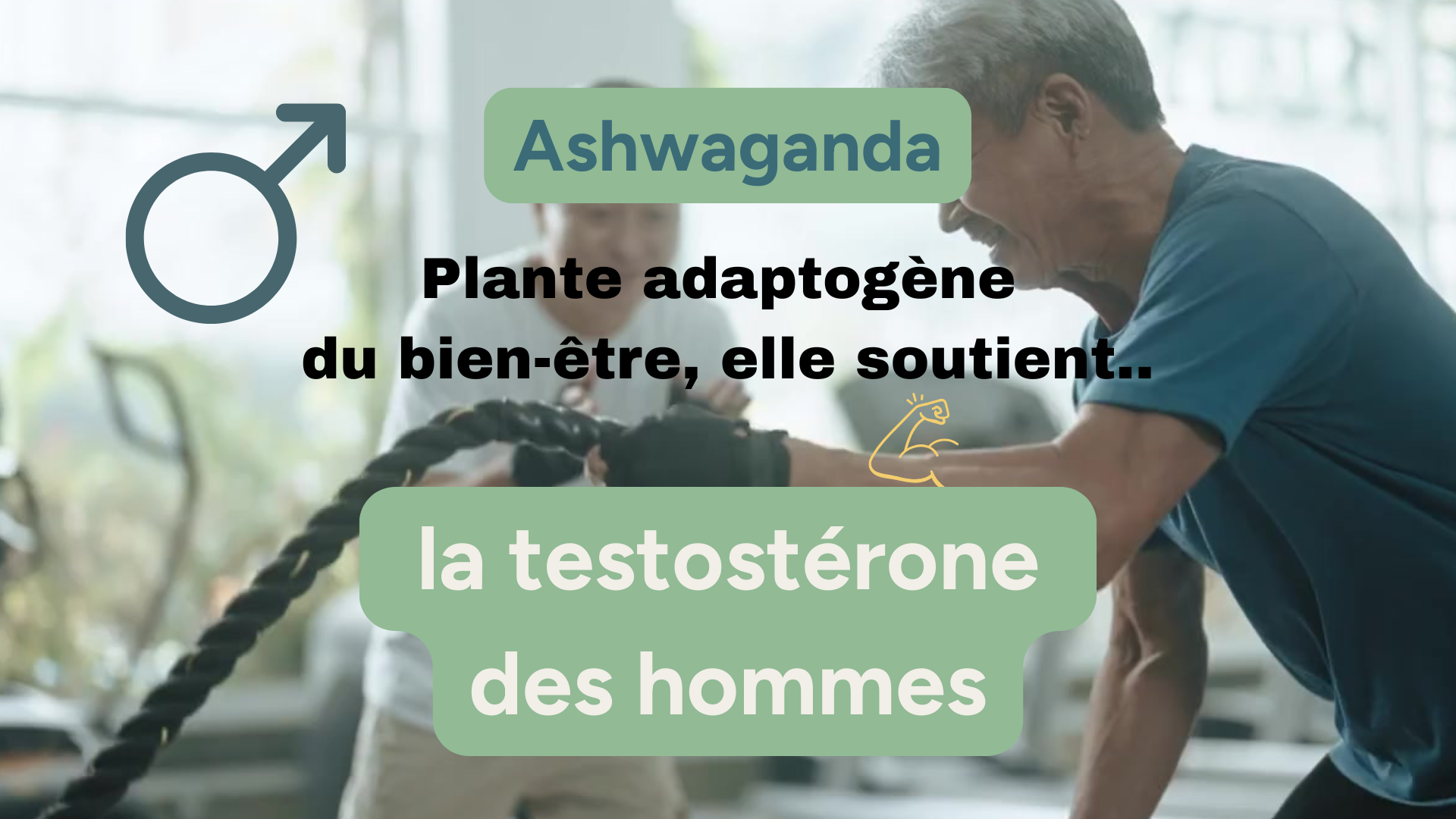 Ashwagandha testostérone - plante adaptogène du bien-être masculin et féminin