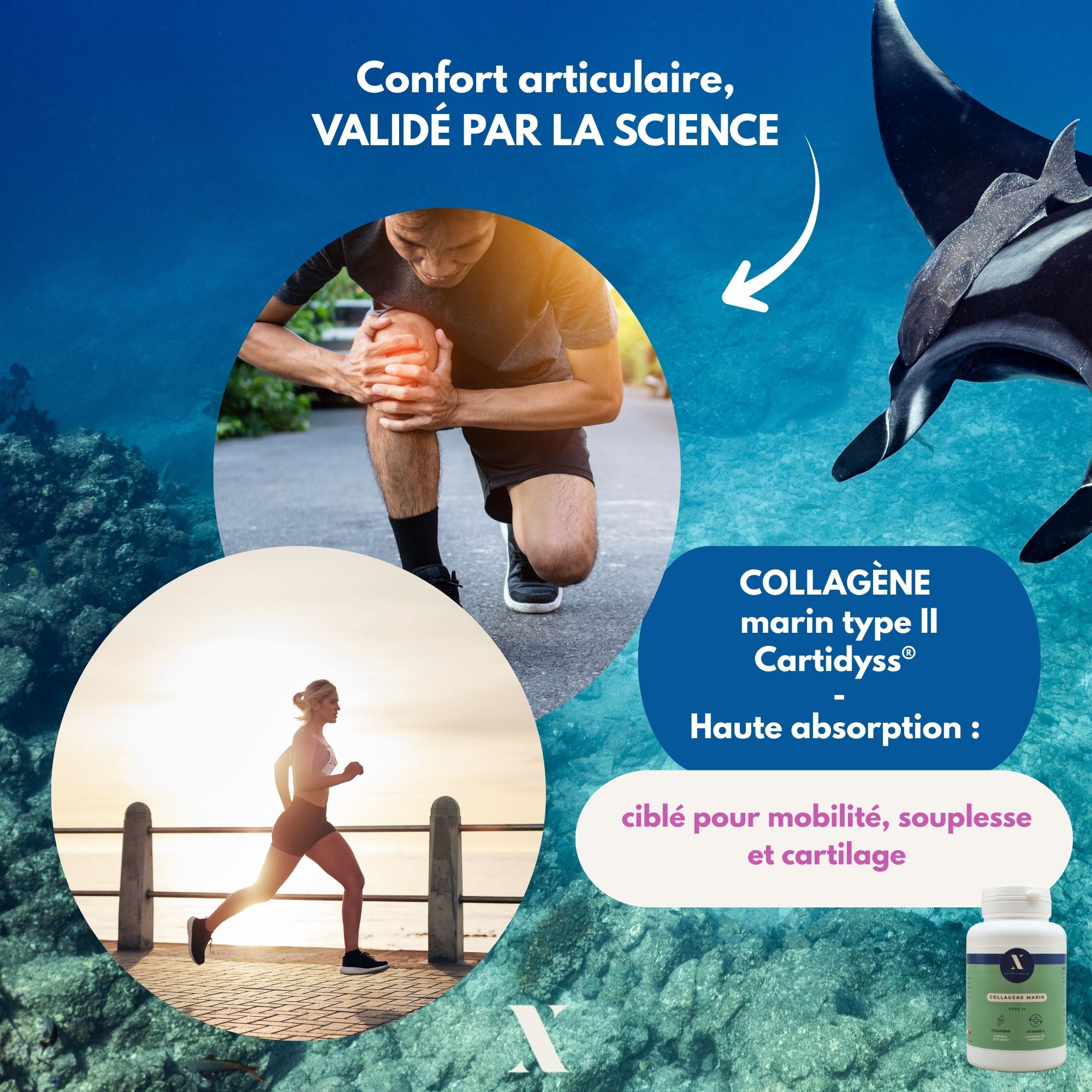 Collagène type 2 articulations cartidyss