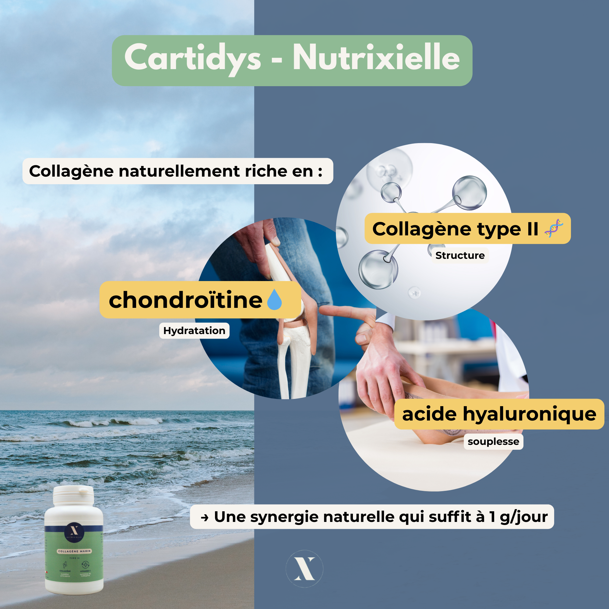Collagène type 2 marin Cartidyss® soutient la mobilité, réduit l’inconfort articulaire et aide à préserver le cartilage grâce à son action ciblée.