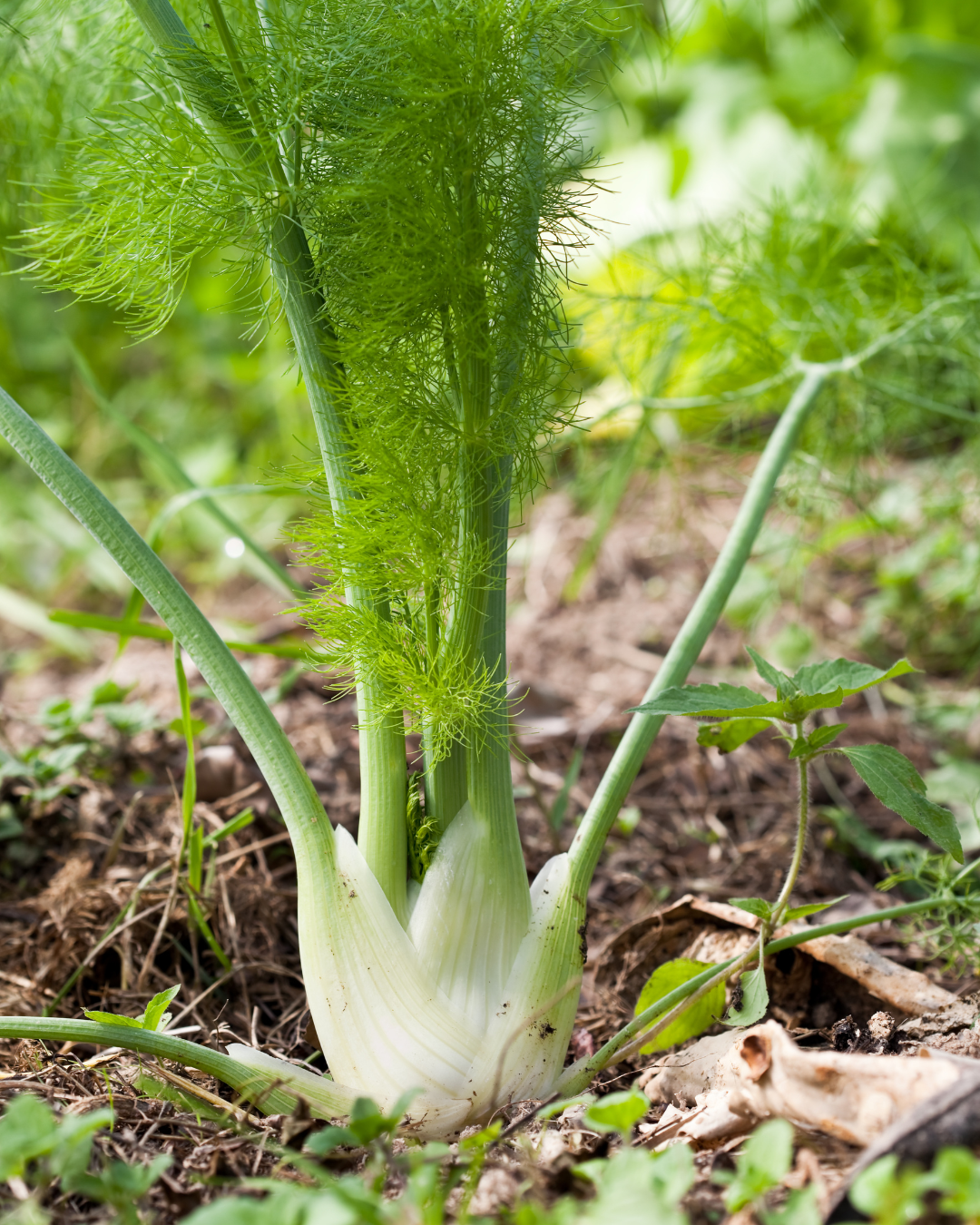 Fenouil - NutrElim draineur naturel détox