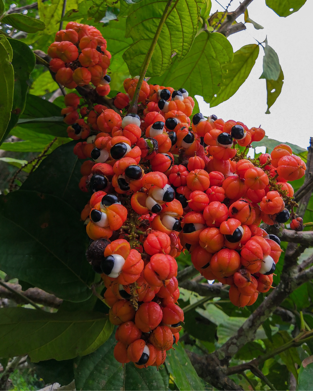 Guarana - NutrElim draineur naturel détox