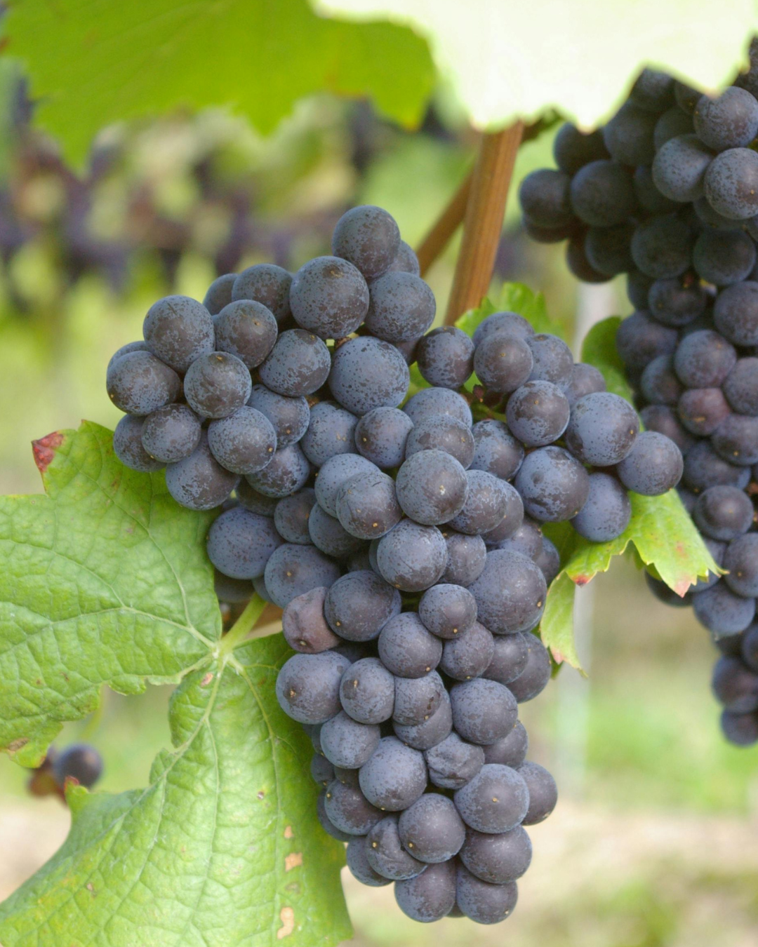 Marc de raisin - NutrElim draineur naturel détox