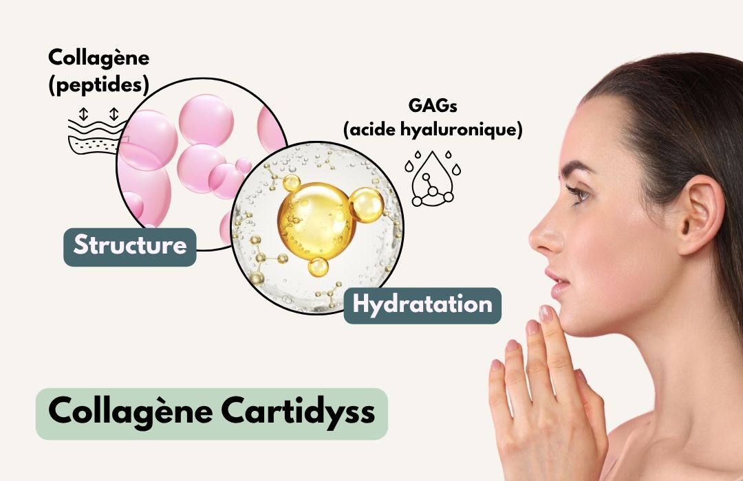 Schéma illustrant le rôle du collagène Cartidyss® sur la structure de la peau et des GAGs comme l’acide hyaluronique sur l’hydratation cutanée.