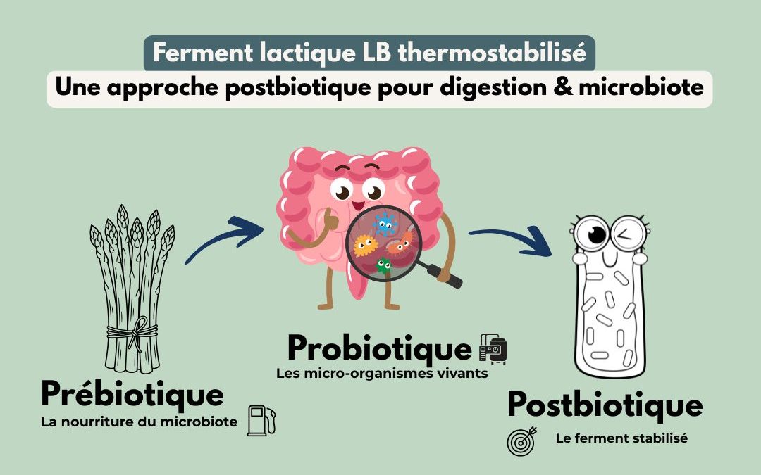 Ferment lactique thermostabilisé LB : comprendre ce postbiotique pour la digestion et le microbiote