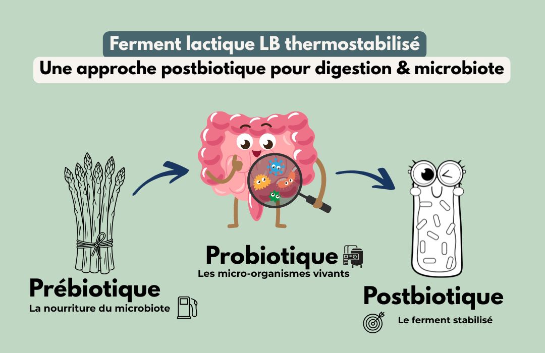 Schéma expliquant la différence entre prébiotique, probiotique et postbiotique, avec le ferment lactique LB thermostabilisé comme approche postbiotique pour la digestion et le microbiote.