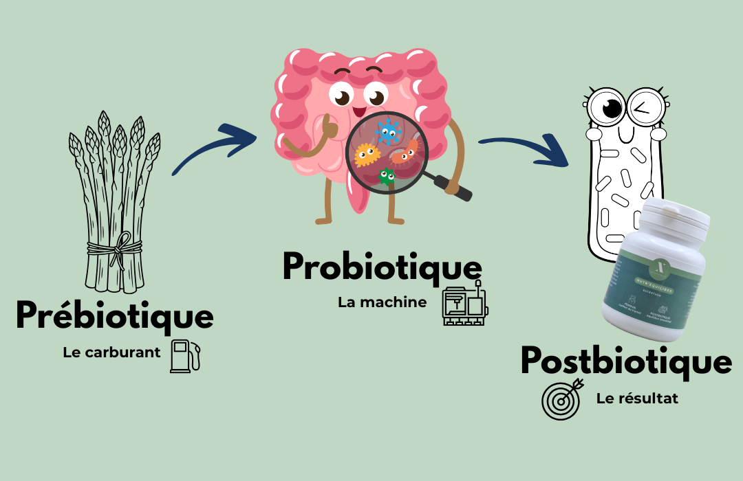 Prébiotique, probiotique et postbiotique : comprendre la différence Schéma pédagogique expliquant la différence entre prébiotique, probiotique et postbiotique, avec Nutr’Équilibre comme formule postbiotique pour le microbiote et la digestion.