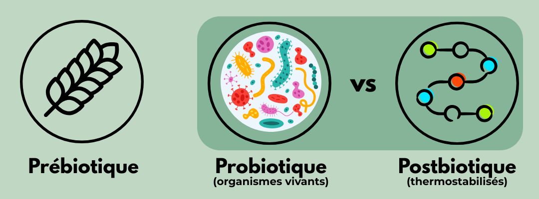 Schéma comparant prébiotique, probiotique et postbiotique, avec les probiotiques comme organismes vivants et les postbiotiques comme ferments thermostabilisés.