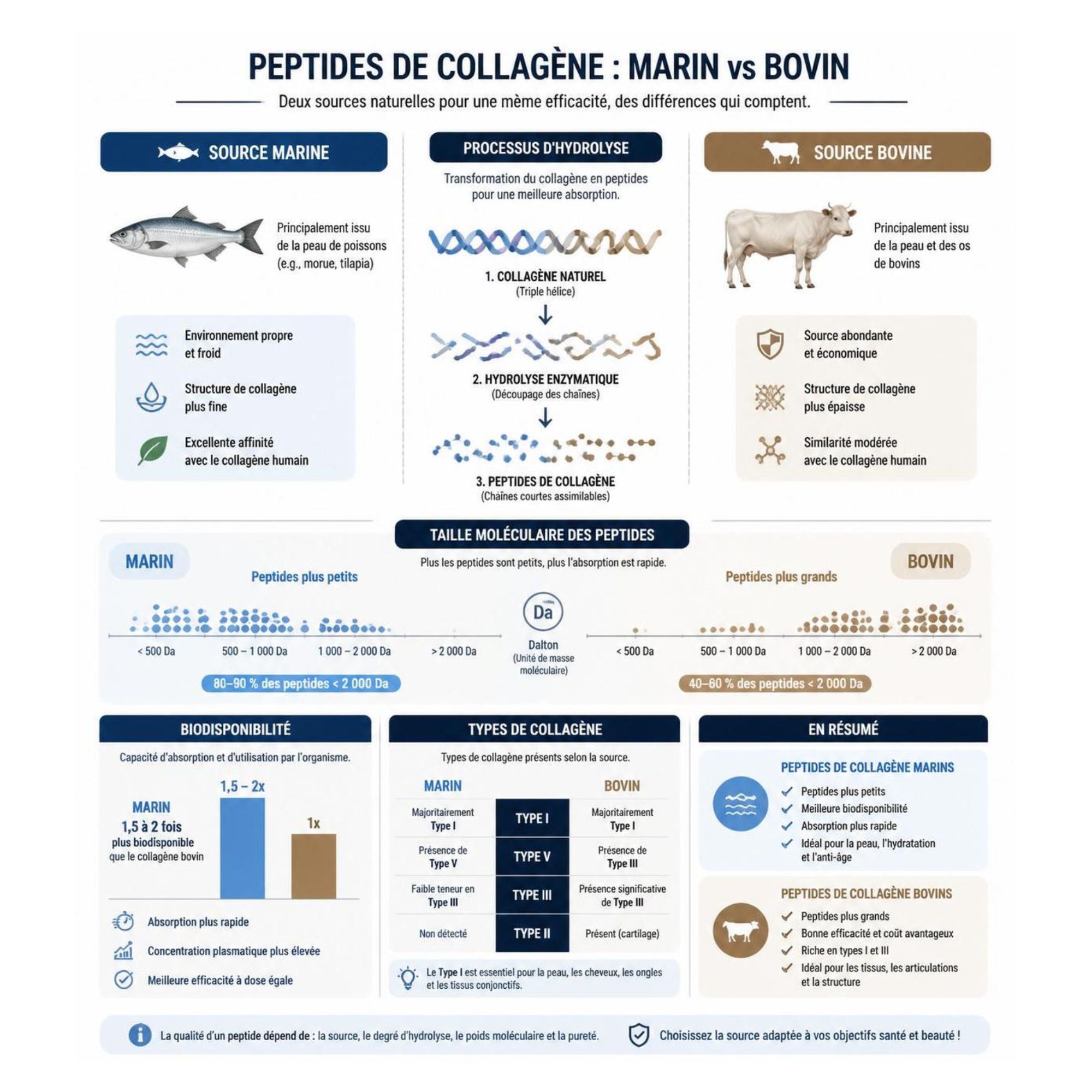Tableau comparatif peptides de collagène marin vs bovin - Nutrixielle