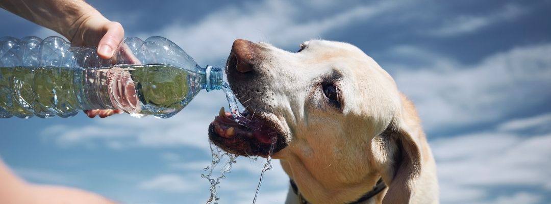 Chien installé à l’ombre avec de l’eau pendant une période de forte chaleur
