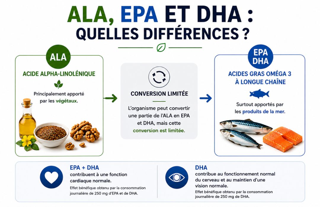 Différences entre ALA, EPA et DHA et leurs sources alimentaires