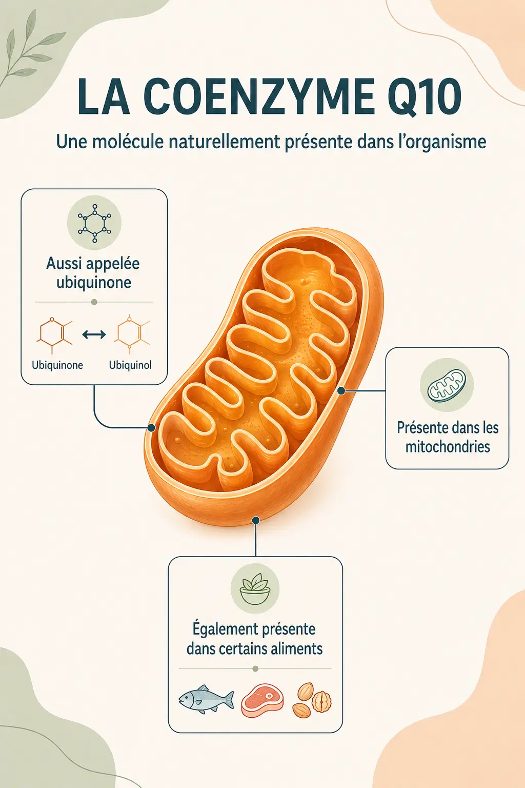 Infographie sur la Coenzyme Q10, aussi appelée ubiquinone, présente dans les mitochondries et certains aliments
