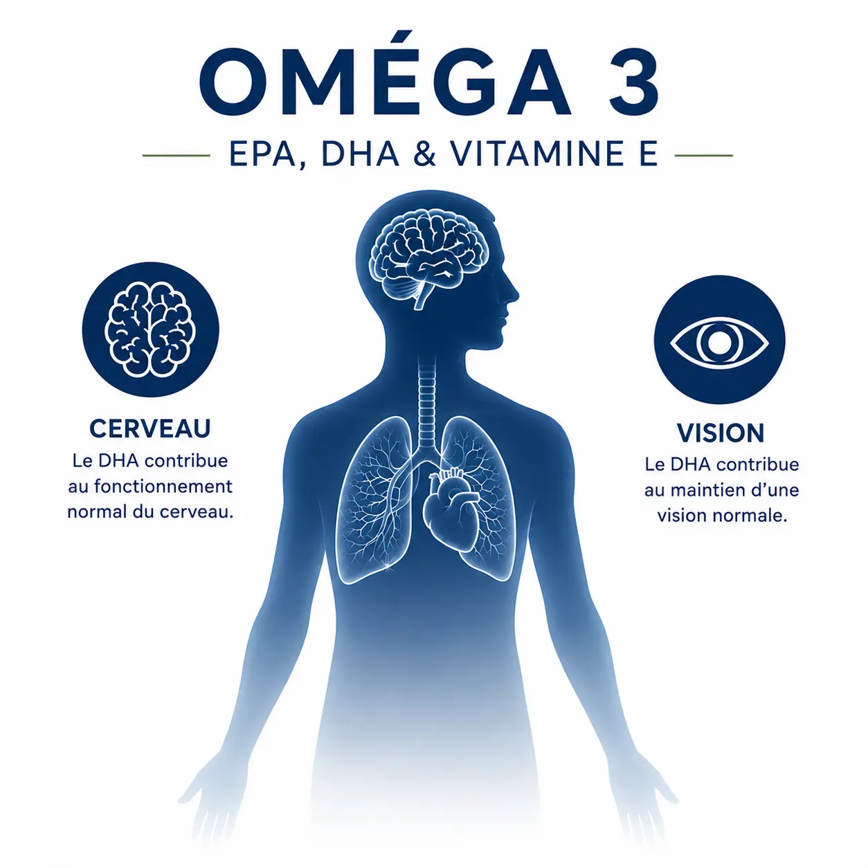 DHA : cerveau et vision Illustration des rôles reconnus du DHA dans le fonctionnement du cerveau et le maintien de la vision