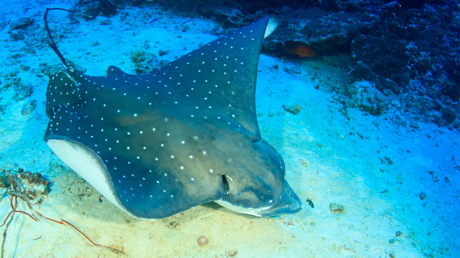Univers marin naturel – Nutrixielle Ambiance marine naturelle de la page d’accueil Nutrixielle
